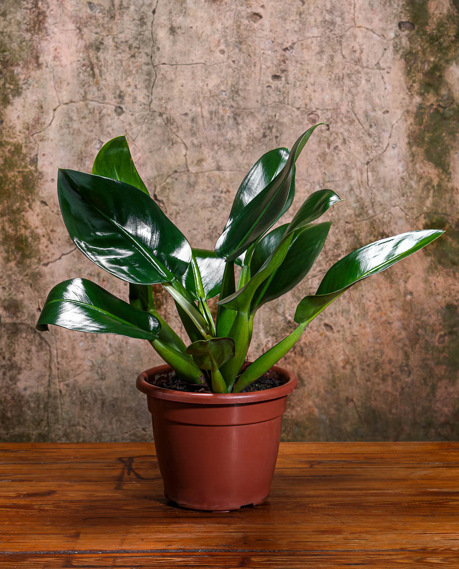 Plantas para cultivar apartamento