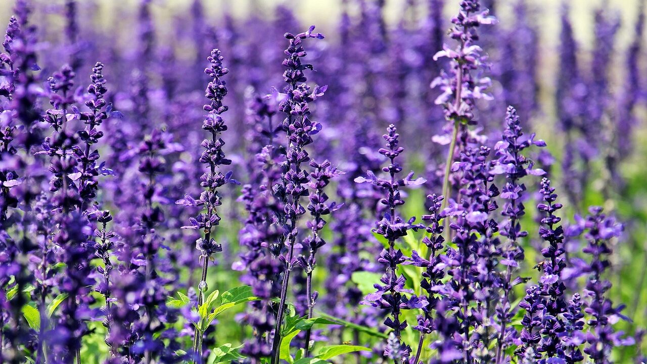propriedades da lavanda, funções da lavanda, como usar lavanda.