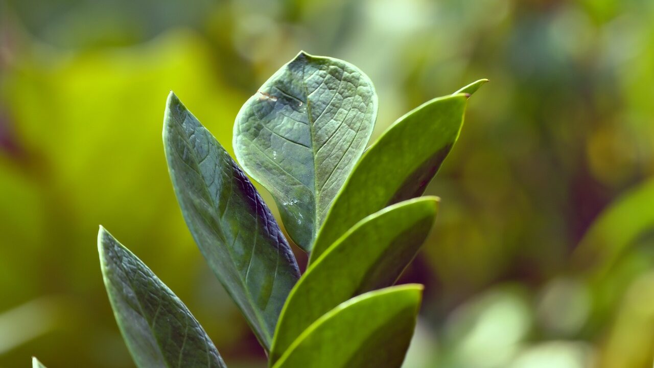 Zamioculca cultivo