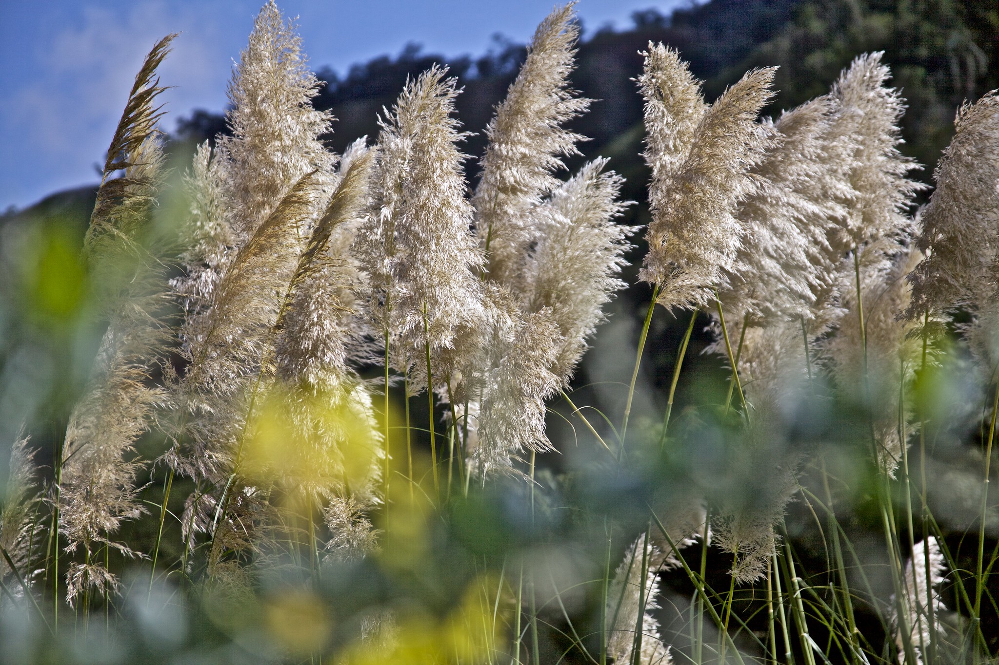 Capim-dos-Pampas (Cotaderia selloana).