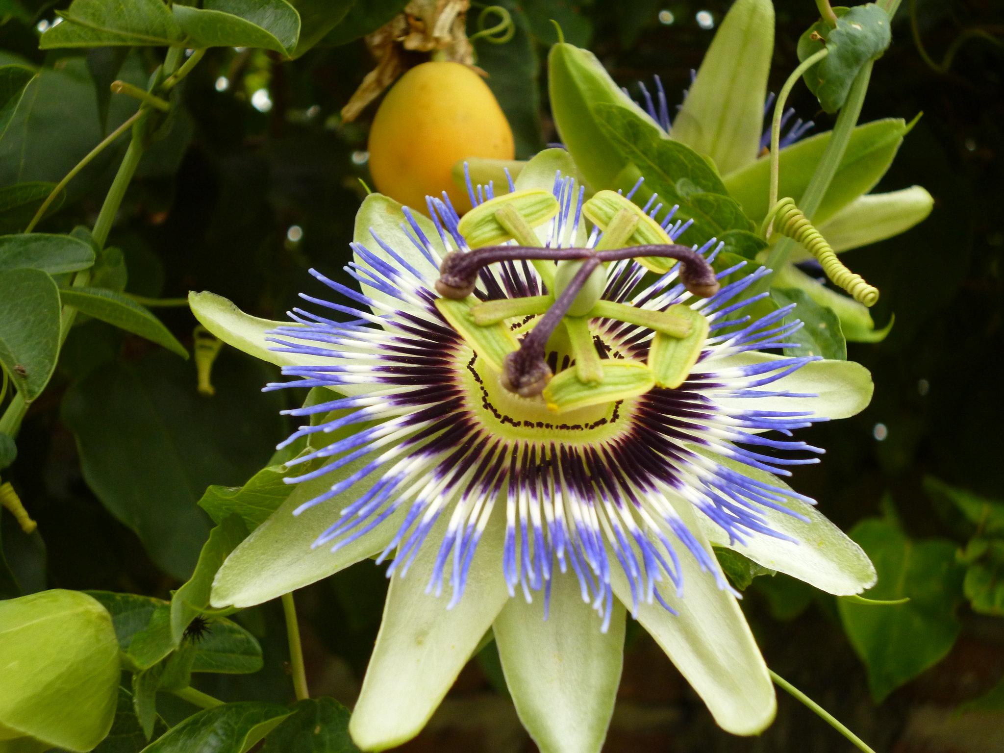 Maracujazeiro (Passiflora edulis).