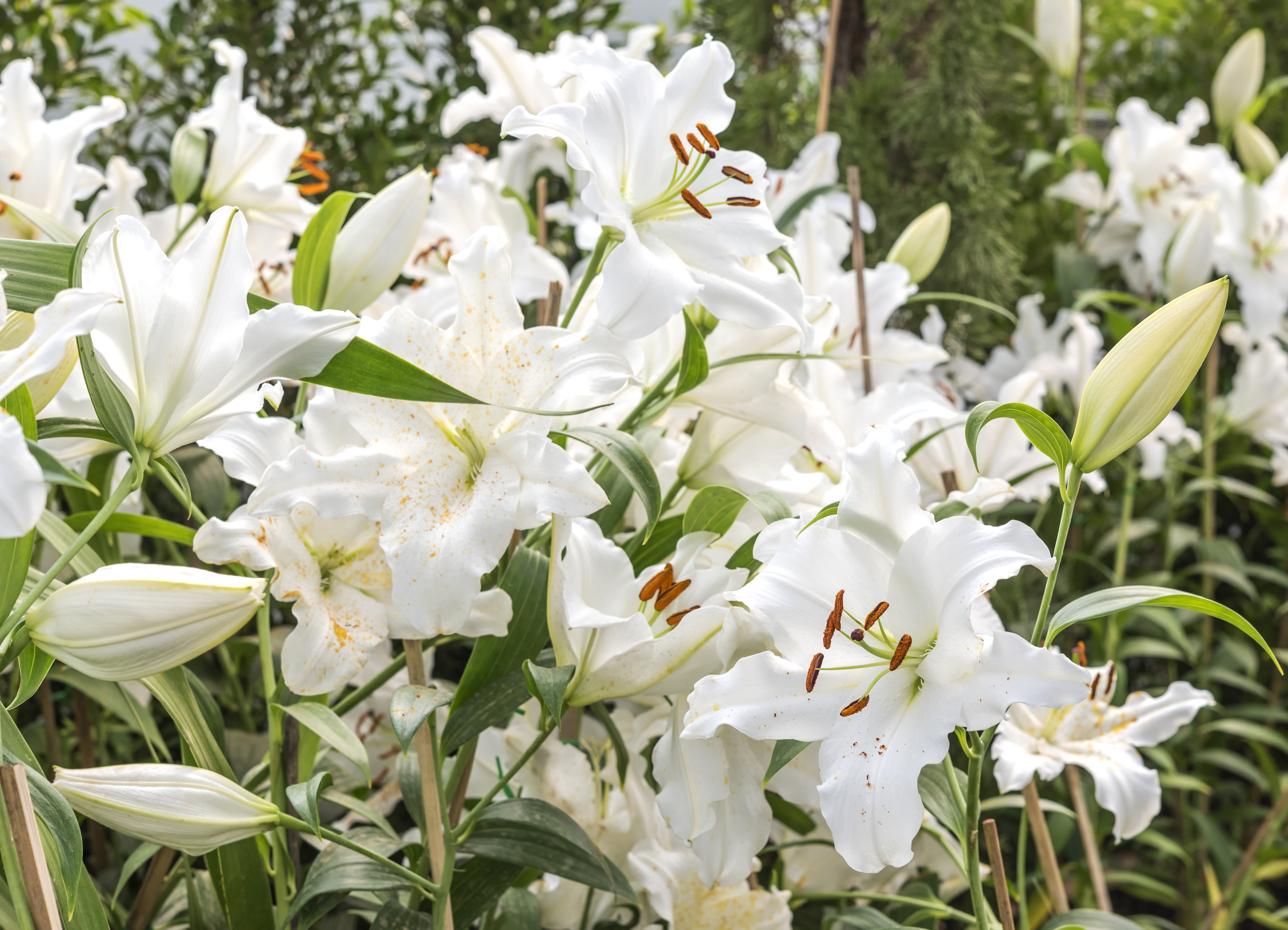 Astromélia branca: como cultivar e perfumar ambientes