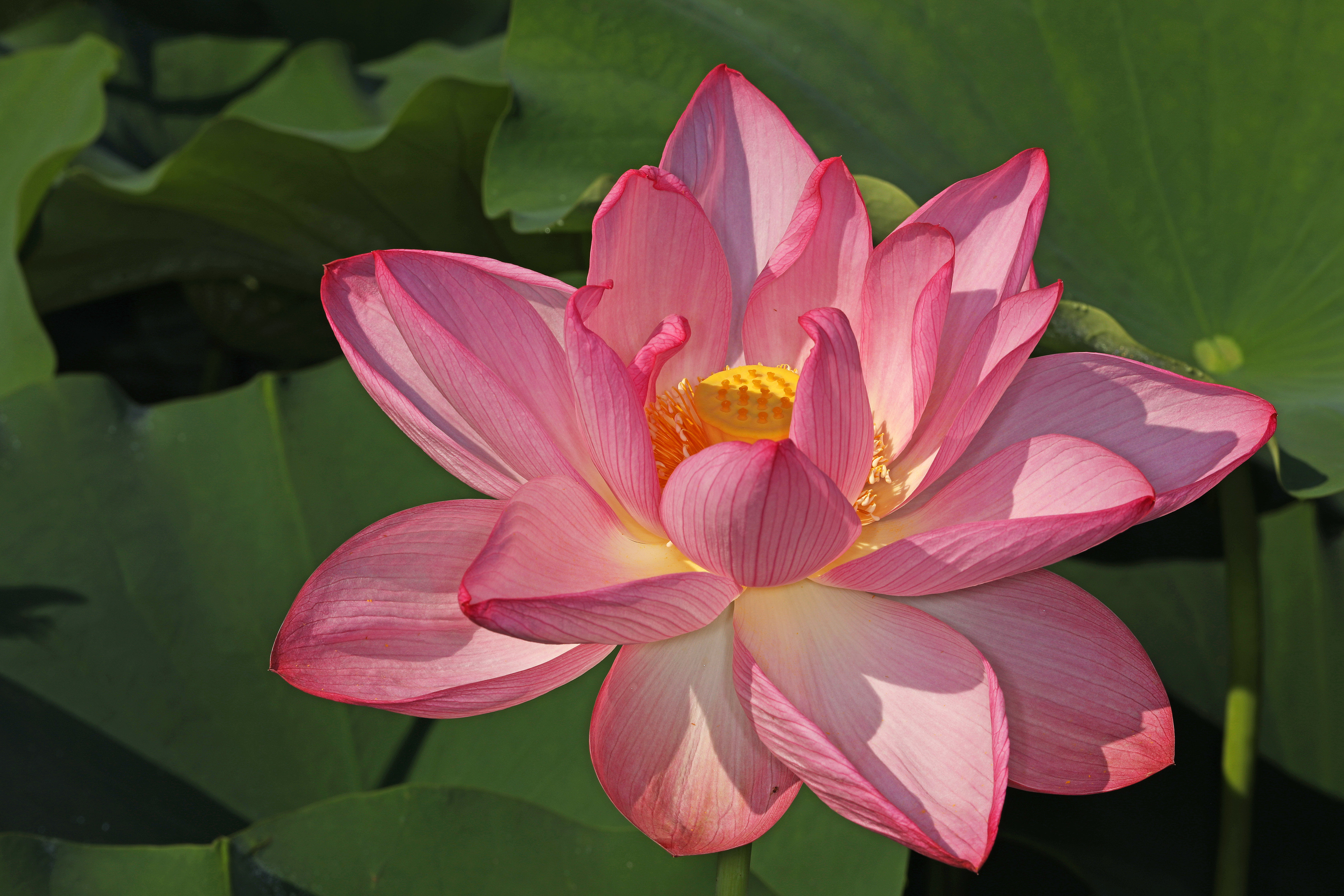 Flor de Lótus