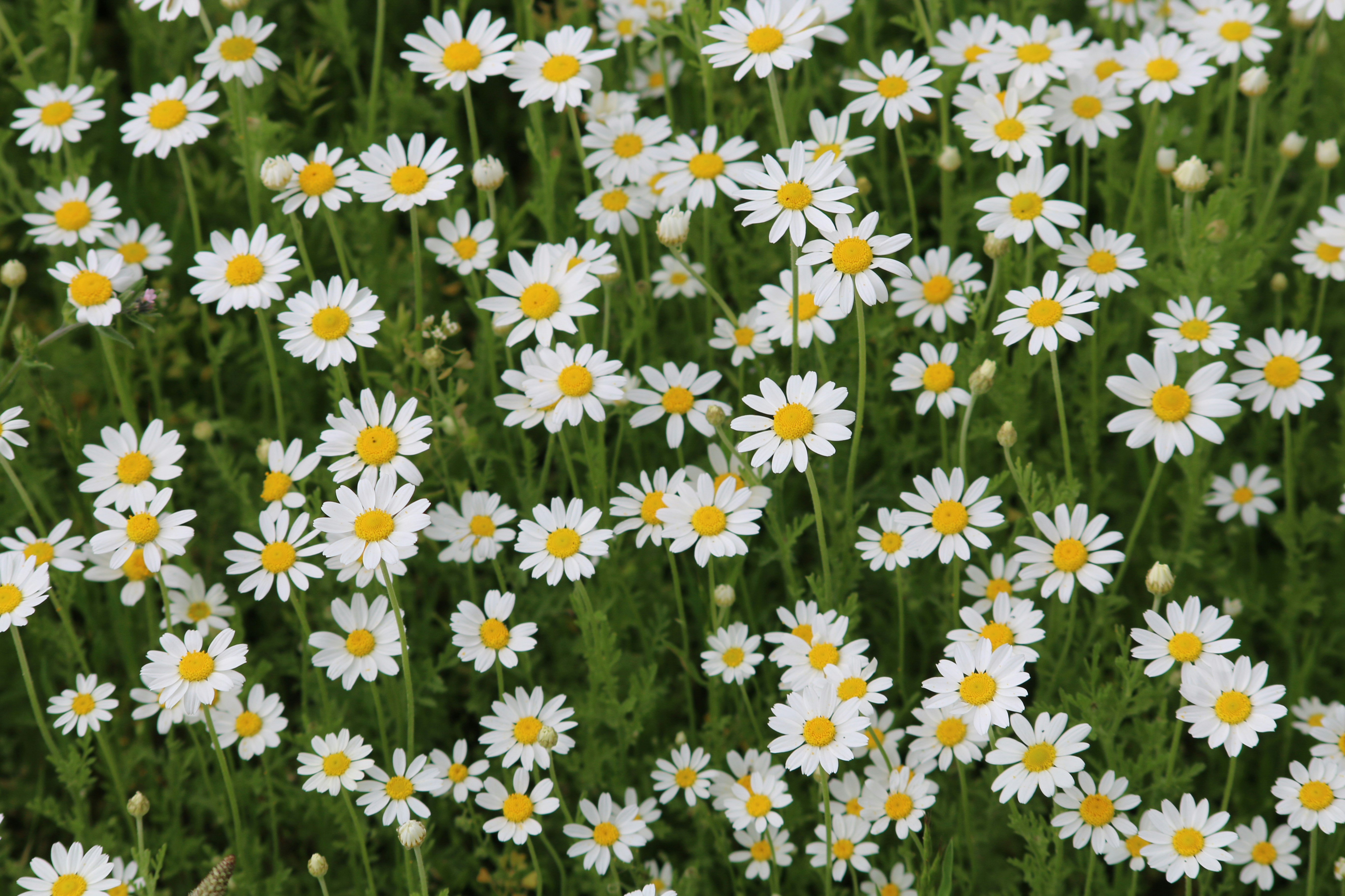 Camomila (Matricaria chamomilla).