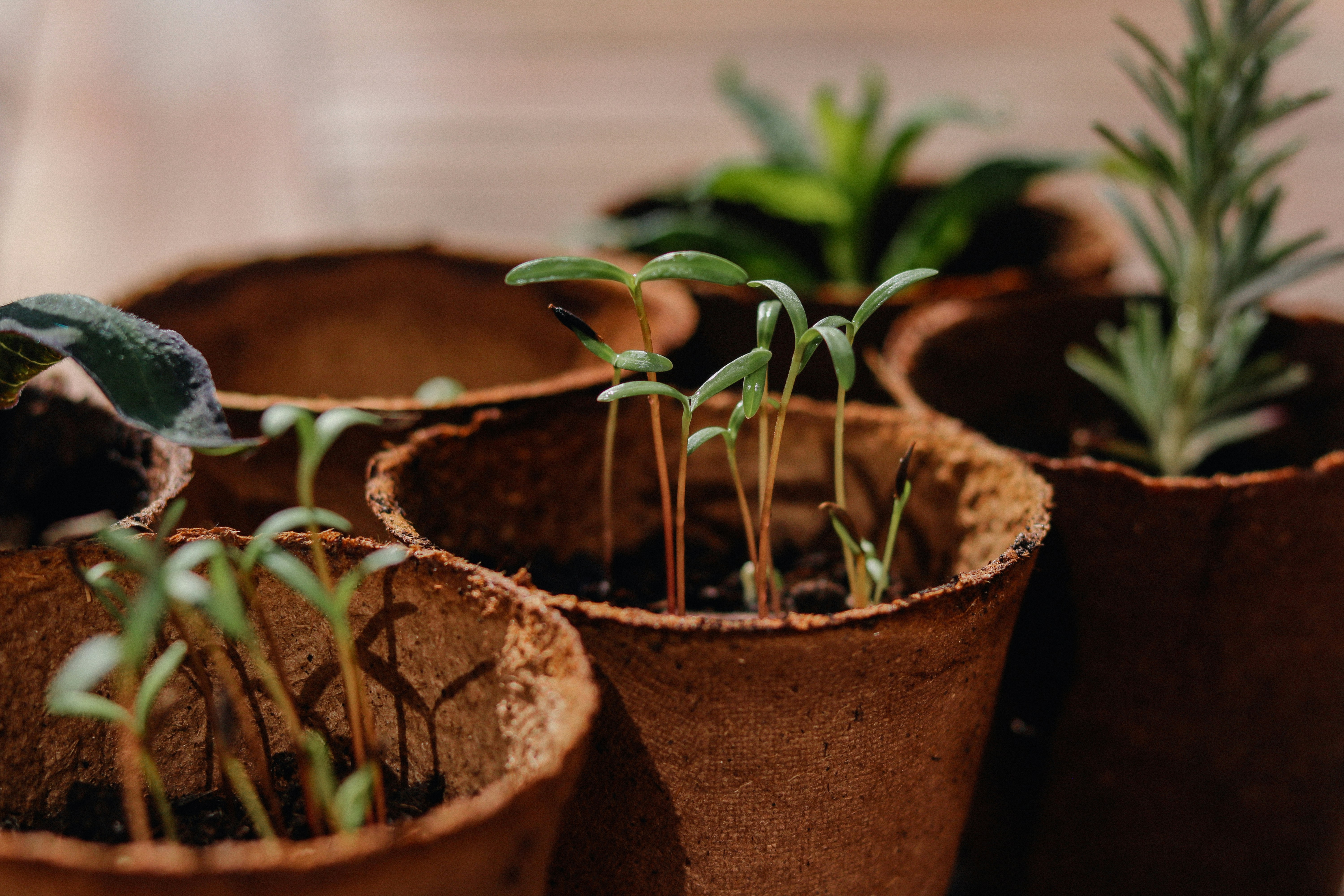 jardinagem em casa, horta, vasos, plantas