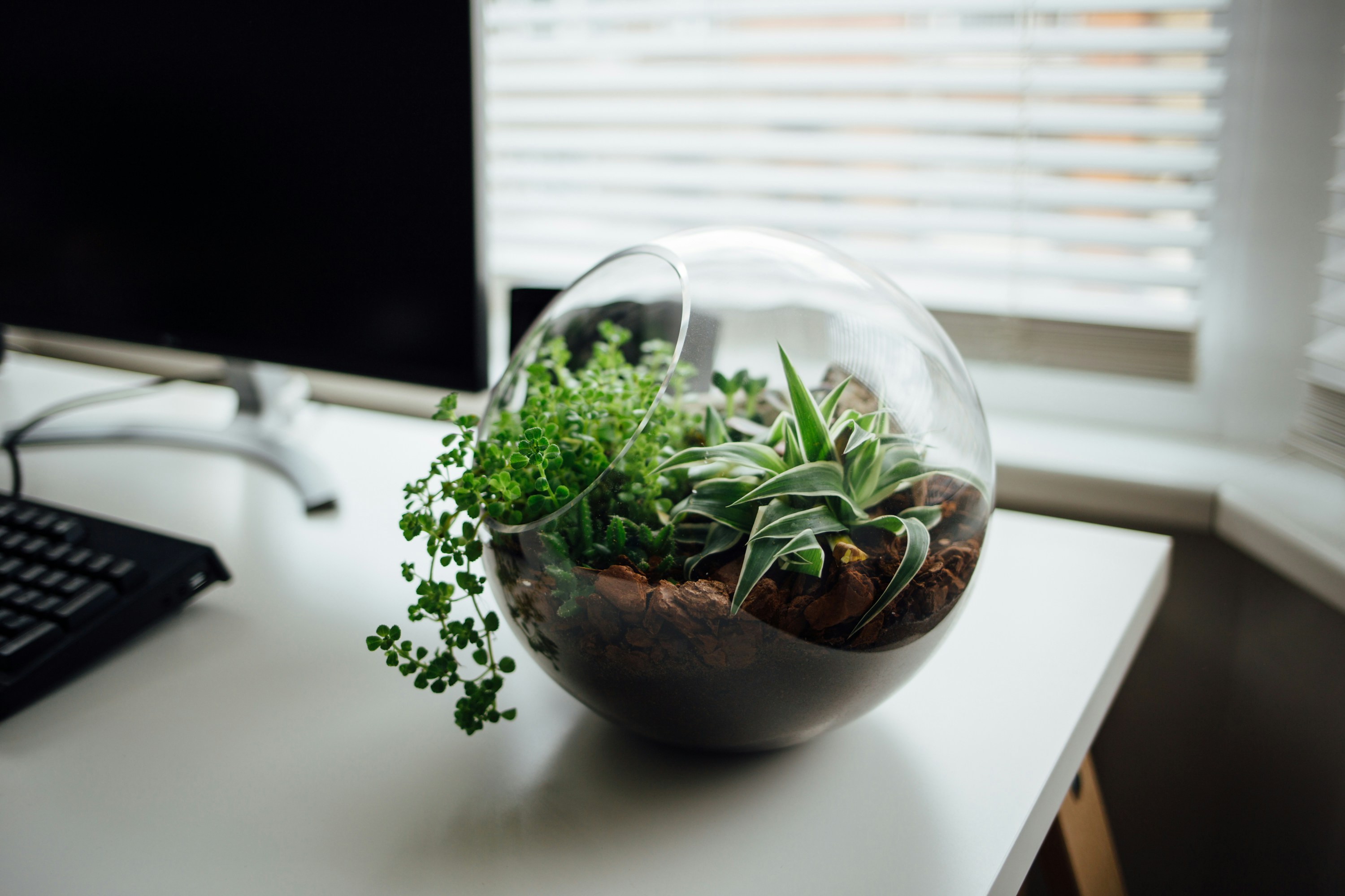 Inspirações de terrários para decorar sua casa.