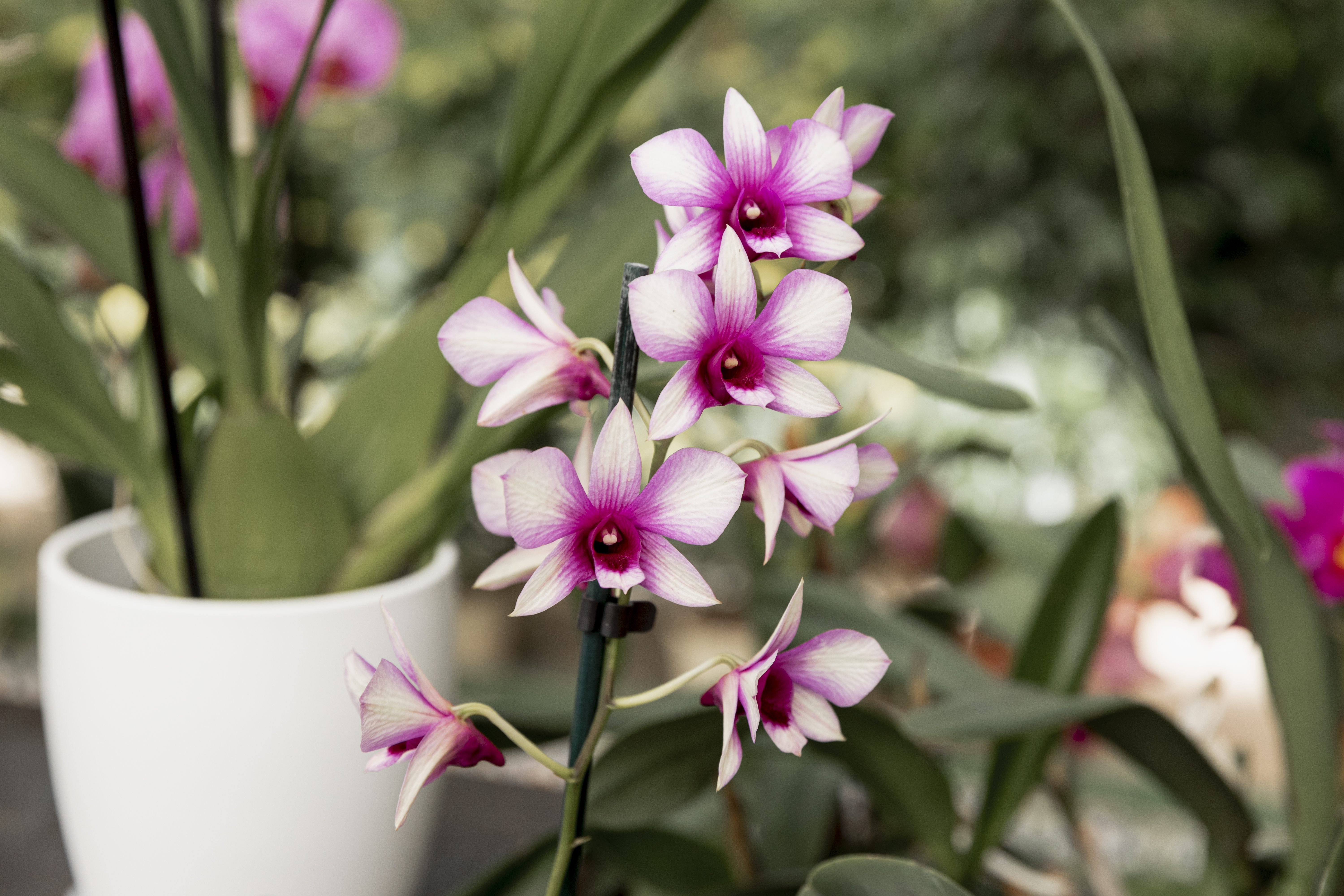 orquídeas